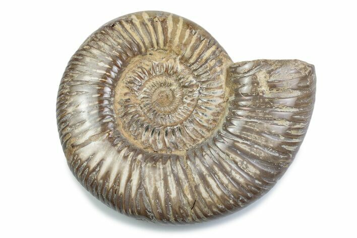 Polished Jurassic Ammonite (Perisphinctes) - Madagascar #378960